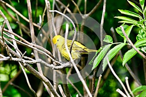 A Juvenile WilsonÃ¢â¬â¢s Warbler photo